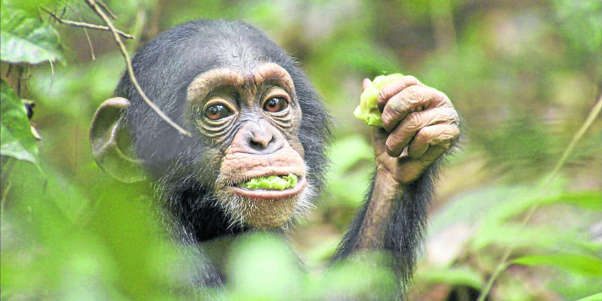La República Democrática de El Congo cuenta con la mayor población de chimpancés en el planeta.