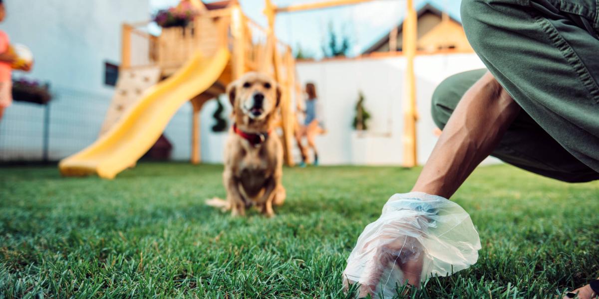 pueden los perros contraer giardia por comer su propia caca