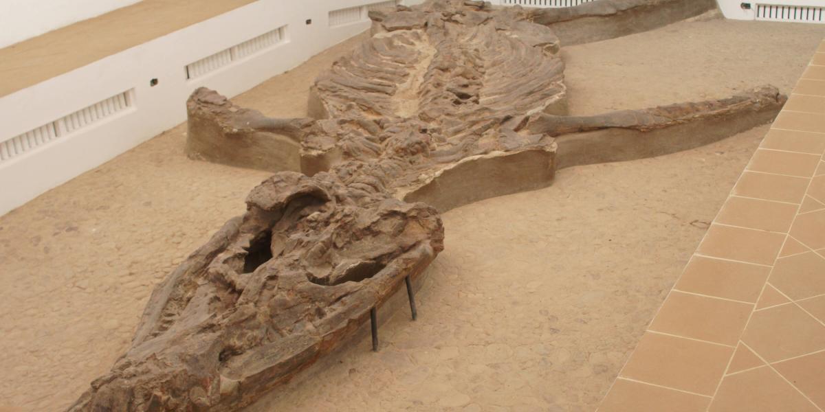 El ‘Monquirasaurus boyacensis’ (antes conocido como ‘Kronosaurus boyacencis’) un gigantesco reptil marino carnívoro que vivió en los mares que inundaron lo que hoy es Villa de Leyva.