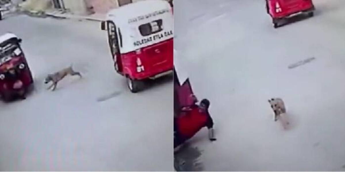 Captan momento en el que perrito 'atropella' a un mototax