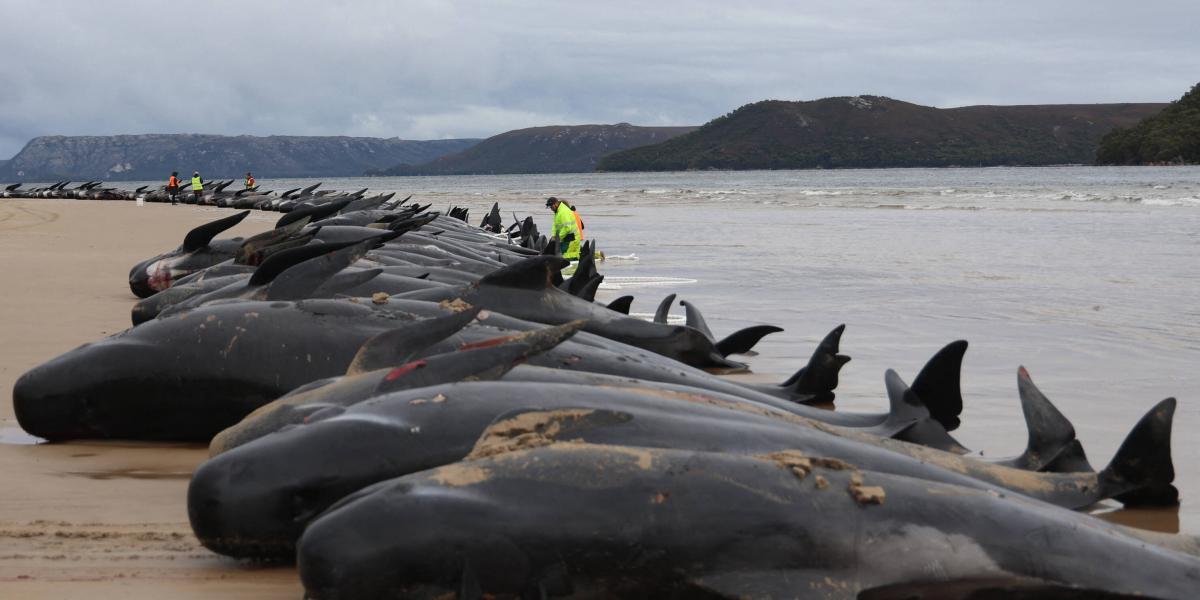 Redes de pesca abandonadas generarán empleos con apoyo del gobierno de  Canadá