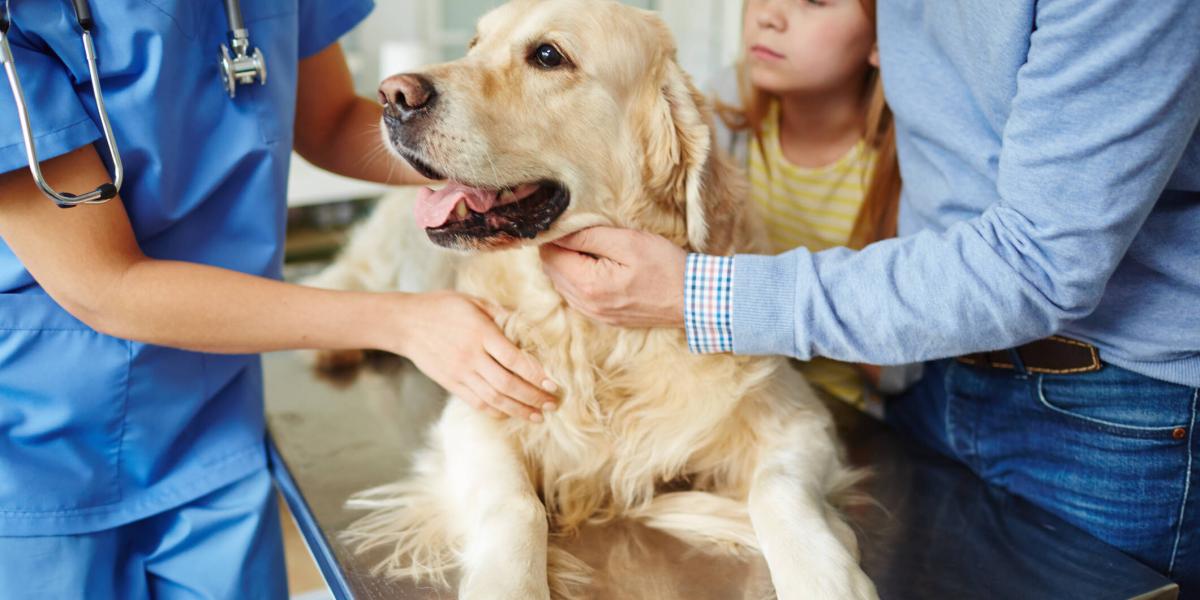 La eutanasia animal es una alternativa para evitar la prologanción del dolor del canino.
