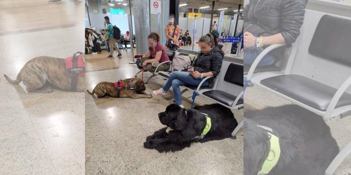 Avianca respondió sobre el transporte de 25 perros en cabina durante un vuelo de Sao Paulo a Bogotá.