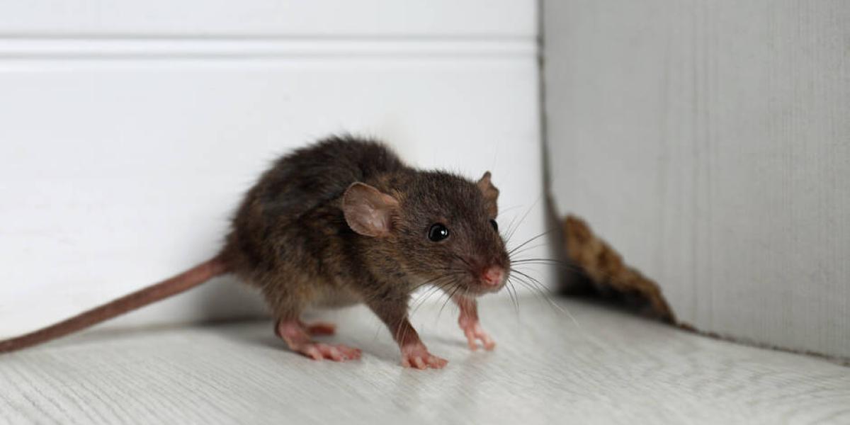 En Nueva York están buscando un exterminador de ratas, ¡Pagan muy bien!
