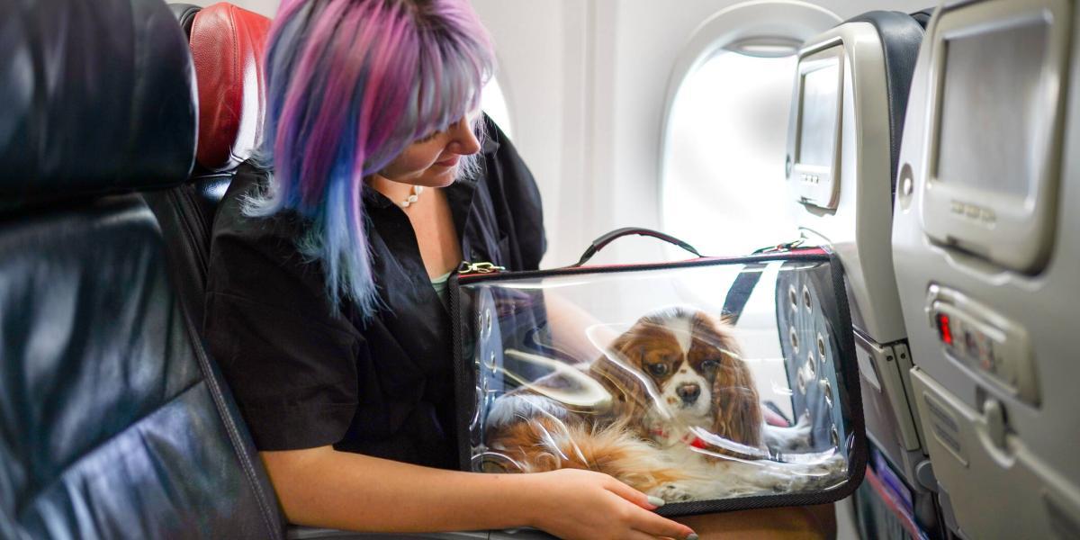 como calmar a un cachorro en un avion