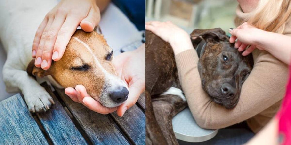 puedes tomar un uber con un perro