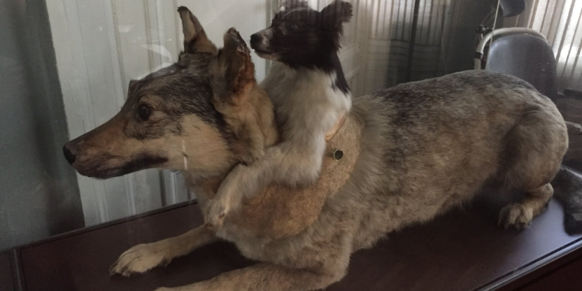 Vladímir Demikhov científico del experimento del perro de dos cabezas