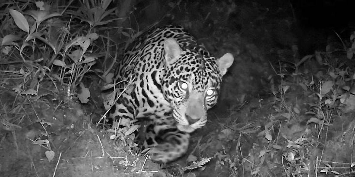 Registro de cámaras trampa de un jaguar en la reserva Tapichalaca, a una altura de 2.660 metros.