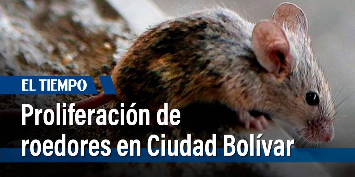 Proliferación de roedores en Ciudad Bolívar