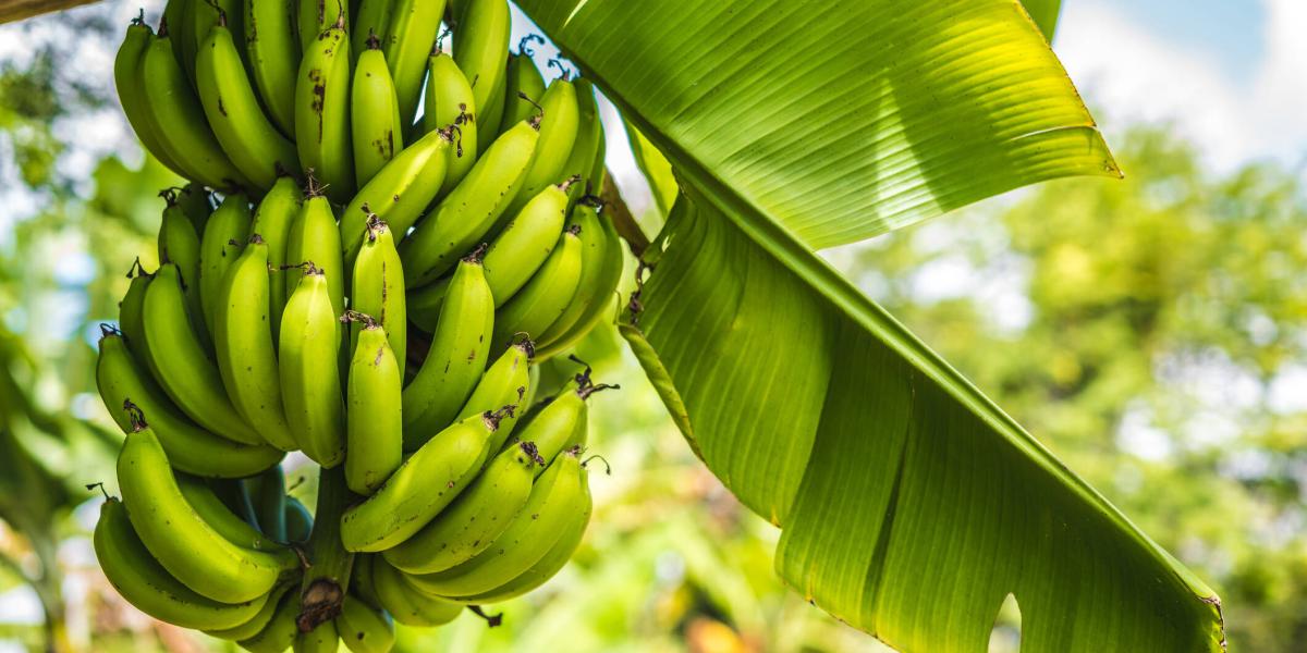 ¿Hay beneficios de la hoja de plátano en el tratamiento de enfermedades?