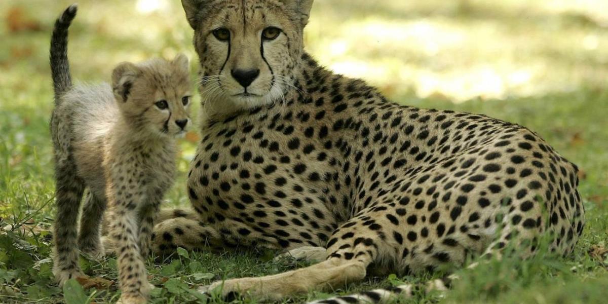 El húmero distal del guepardo moderno le otorga la ventaja de poder alcanzar los casi 100 kilómetros por hora, a diferencia de la velocidad más limitada del desaparecido guepardo americano.
