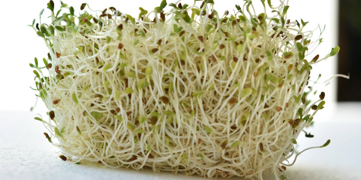 La alfalfa hace parte de la familia de las leguminosas, pero también se considera una hierba.