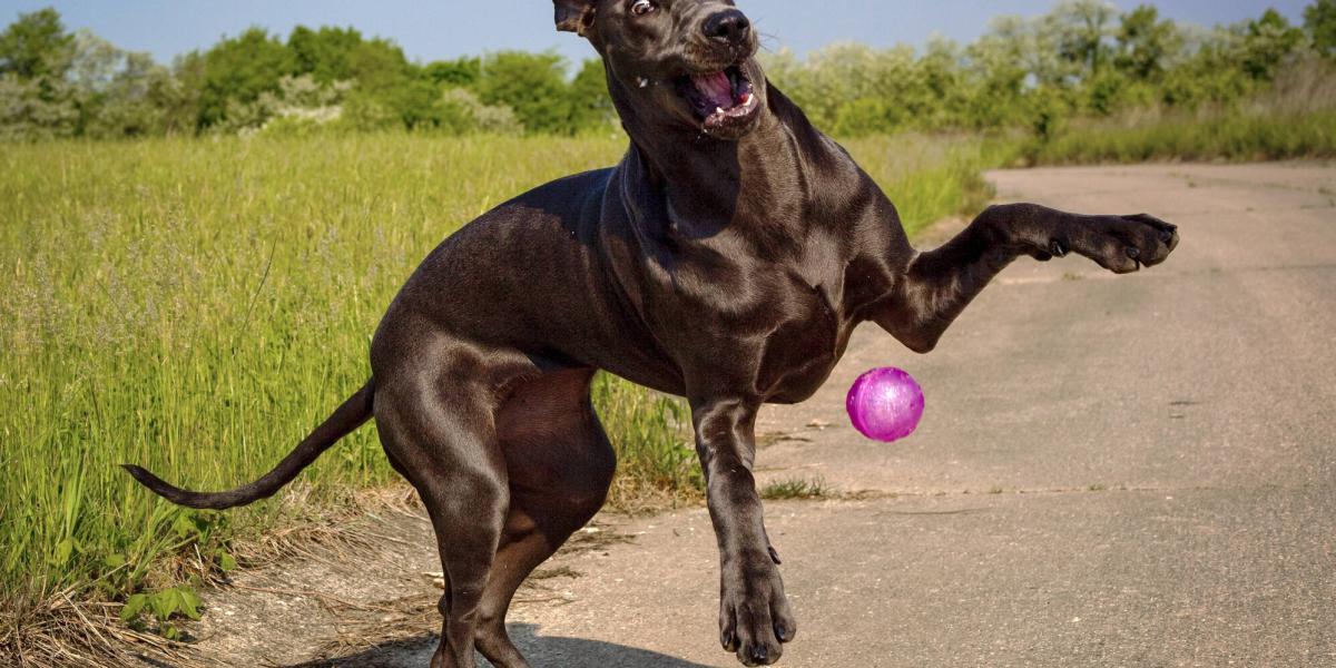 cuánto tiempo viven los mastines gran danés