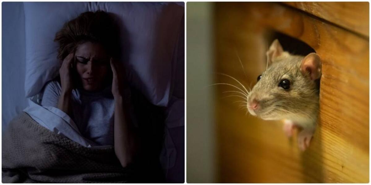 Qué significa soñar con ratas