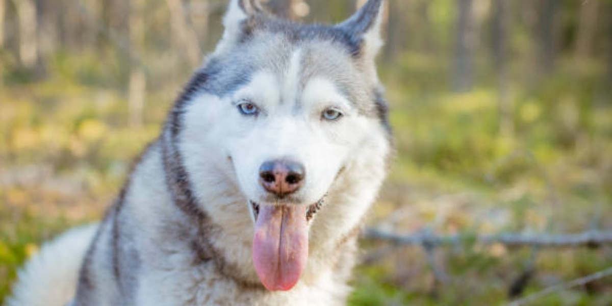 son perros lobo huskies