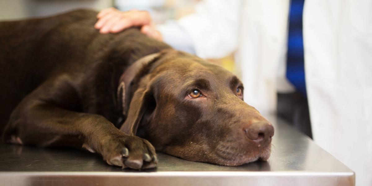 cómo se trata una pata de perro inflamada