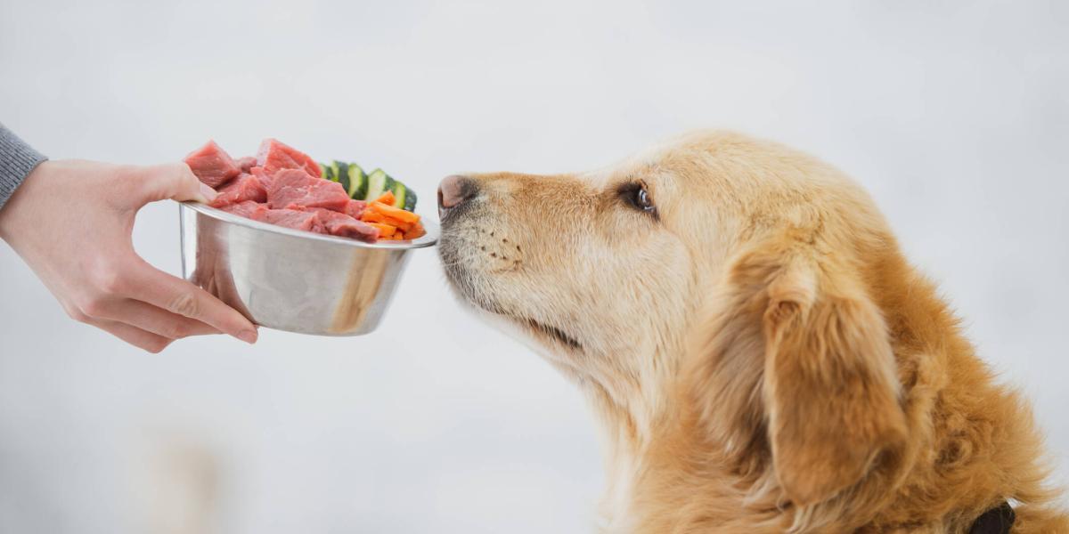 que debe contener la comida para perros