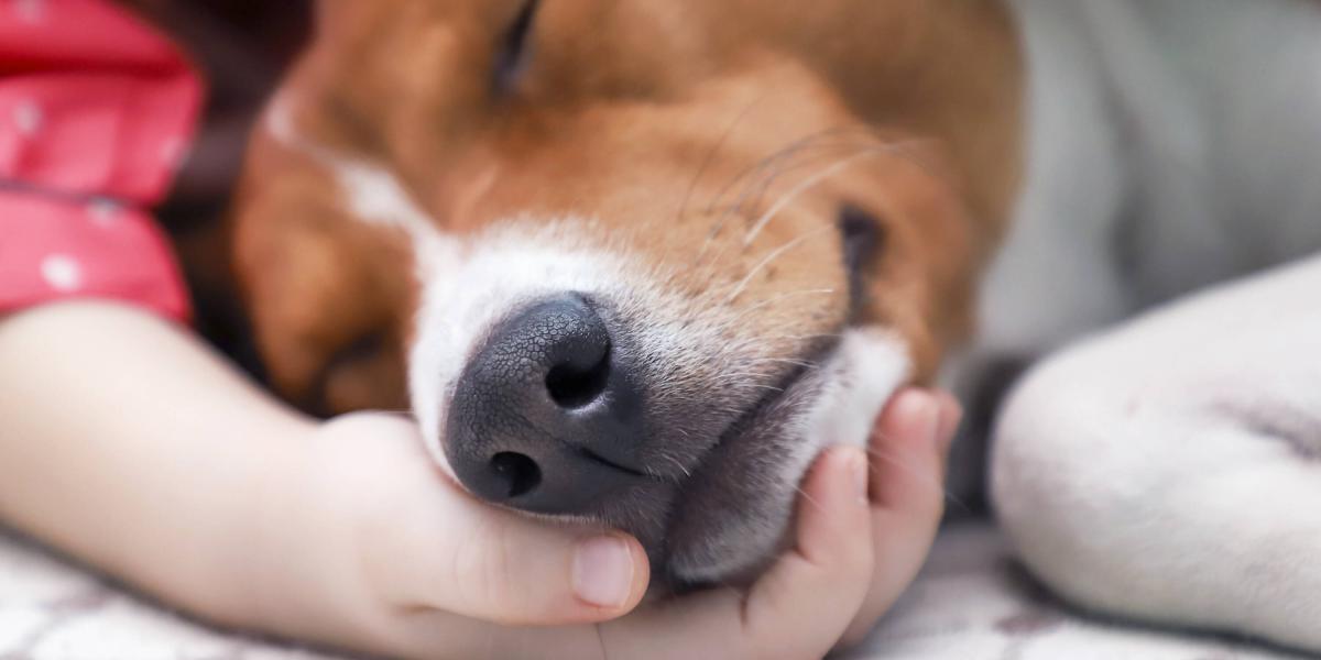 cómo puedo traer a mi perro de japón a estados unidos