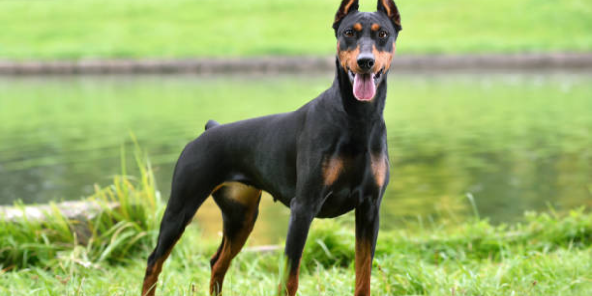 los doberman atacan a otros perros