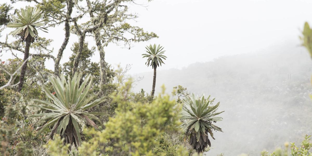 Chingaza, Colombia. Vegetación de páramo, incluyendo frailejones.