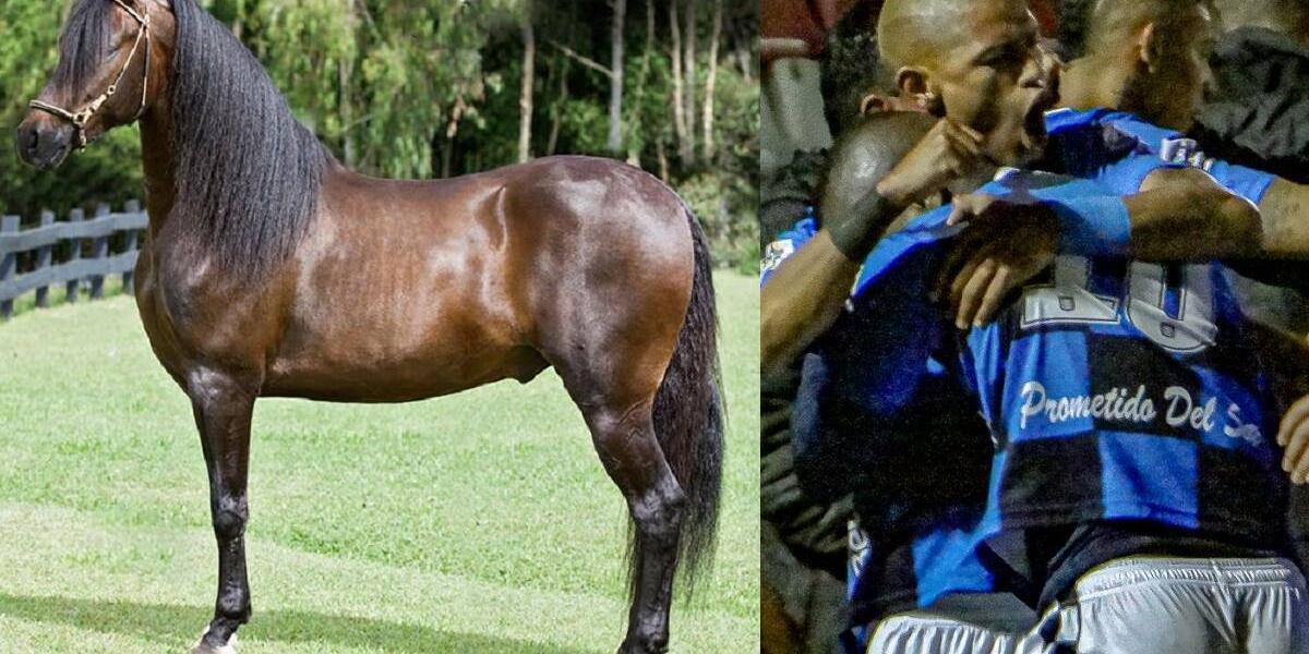 Un caballo, Prometido del Sol, es uno de los patrocinadores del Boyacá Chicó.