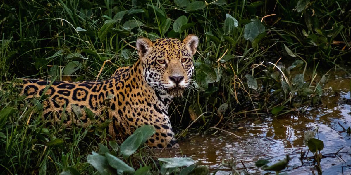 A pesar de los esfuerzos de los PNN hay especies en peligro como el jaguar.