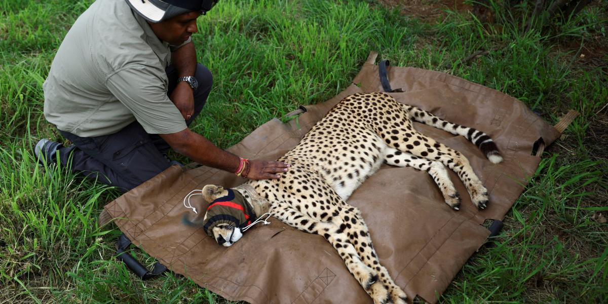 NYT: India recibió 20 guepardos de países africanos el año pasado, incluyendo varios de Sudáfrica.