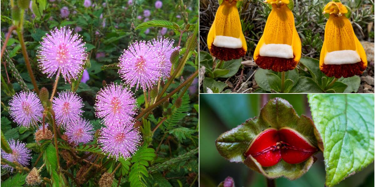 Plantas: ¿Cuáles han sido las plantas más extrañas en la historia?