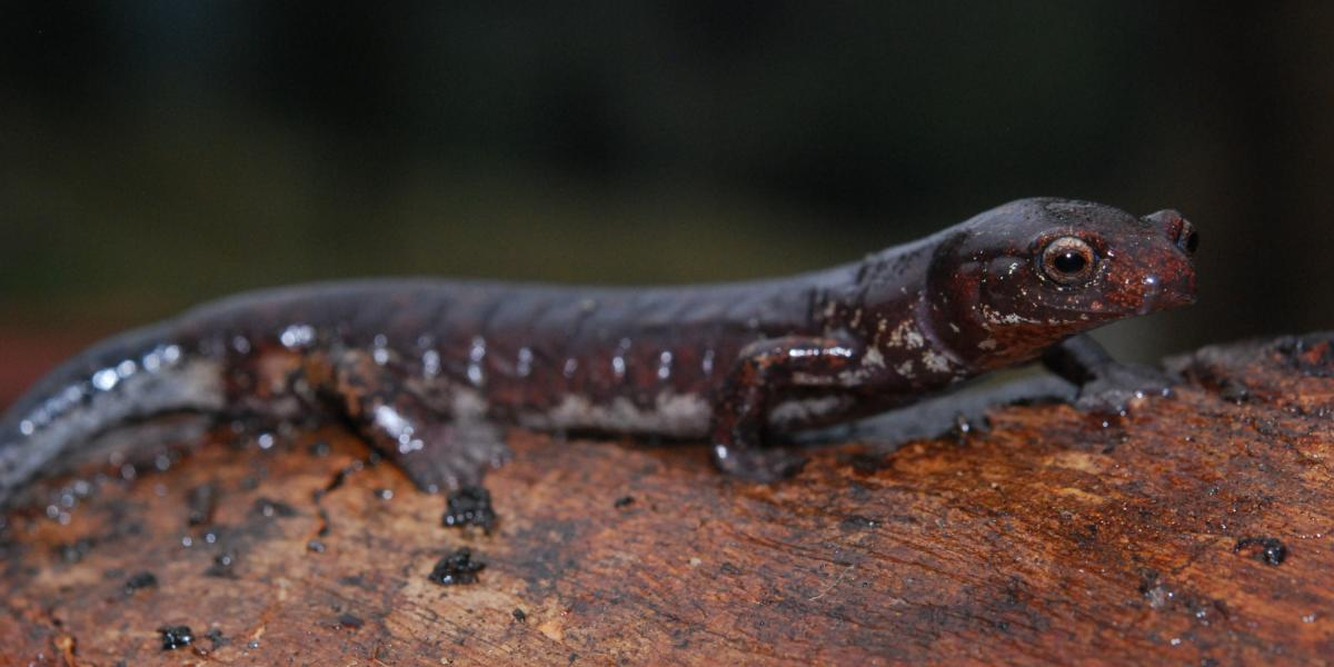 La salamandra es del género Bolitoglossa