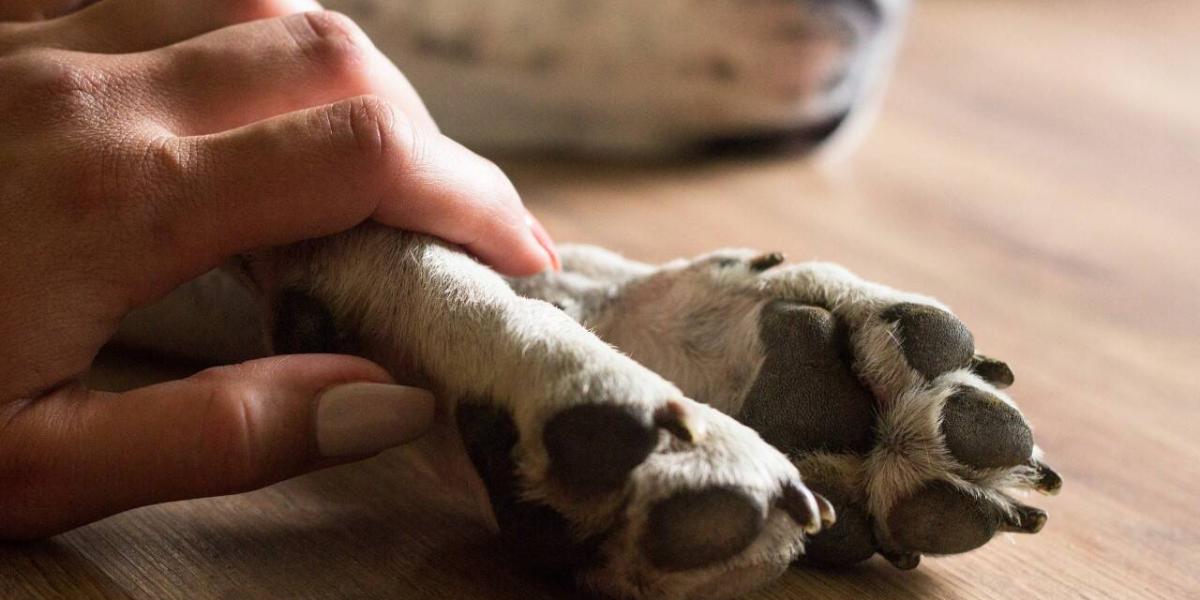 puede un novio llevarse a mi perro