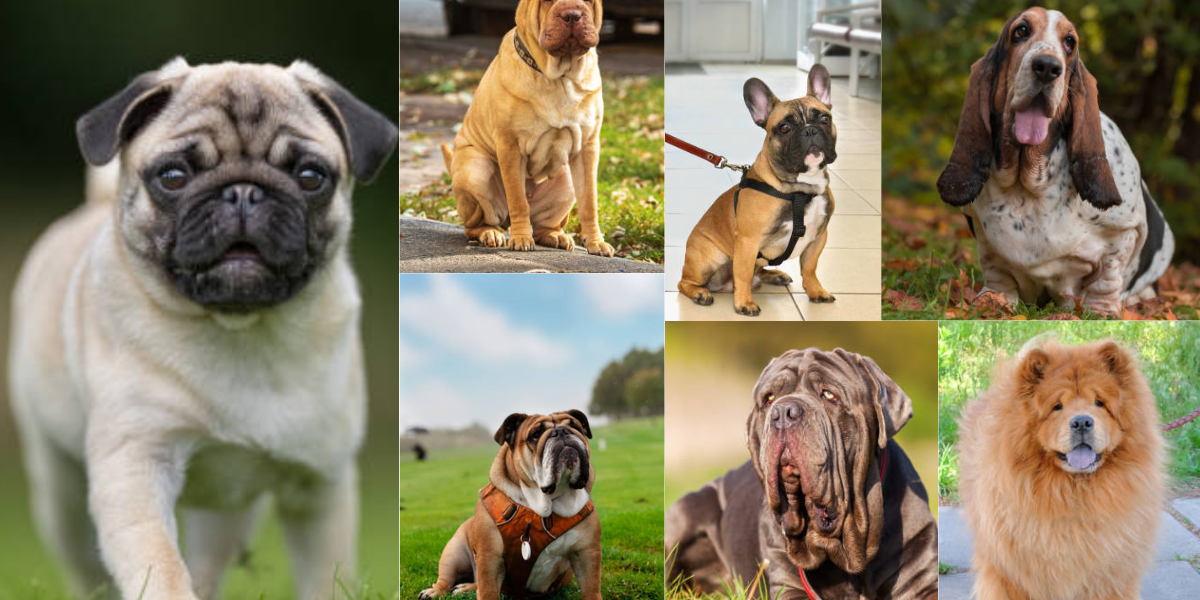 Dentro de las más conocidas del mundo están el Bulldog, el Shar Pei, el Pug y el Chow Chow.