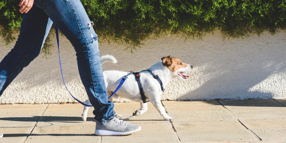 con qué frecuencia hay que pasear a los pomerania