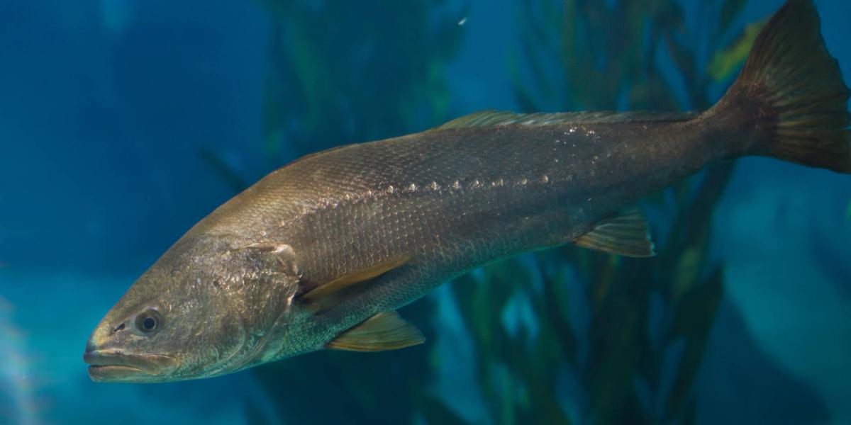 Cómo se llama la corvina في كولومبياCómo se llama la corvina في كولومبيا  