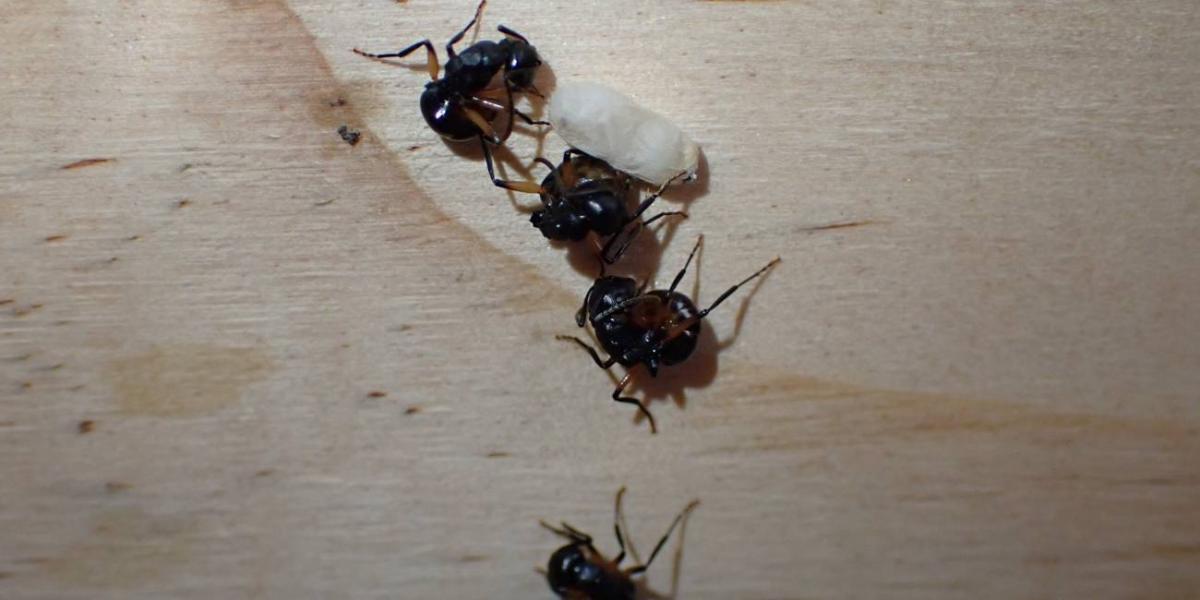 Este tipo de inmovilidad defensiva solo se conoce entre algunas especies de hormigas.