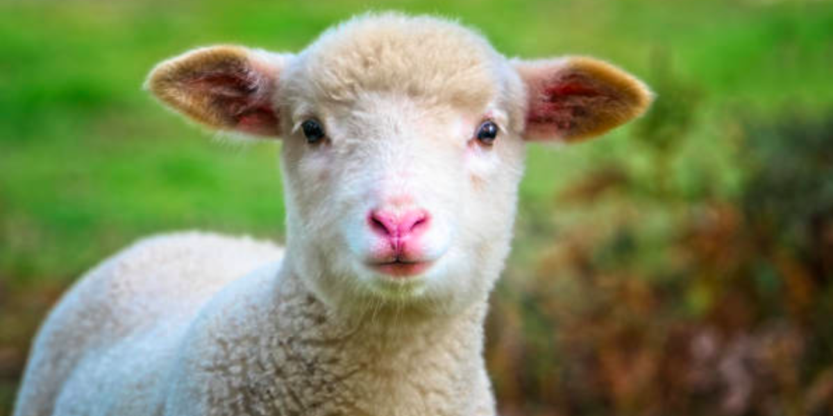 Cordero es el término que se utiliza comúnmente para referirse a una cría de oveja.