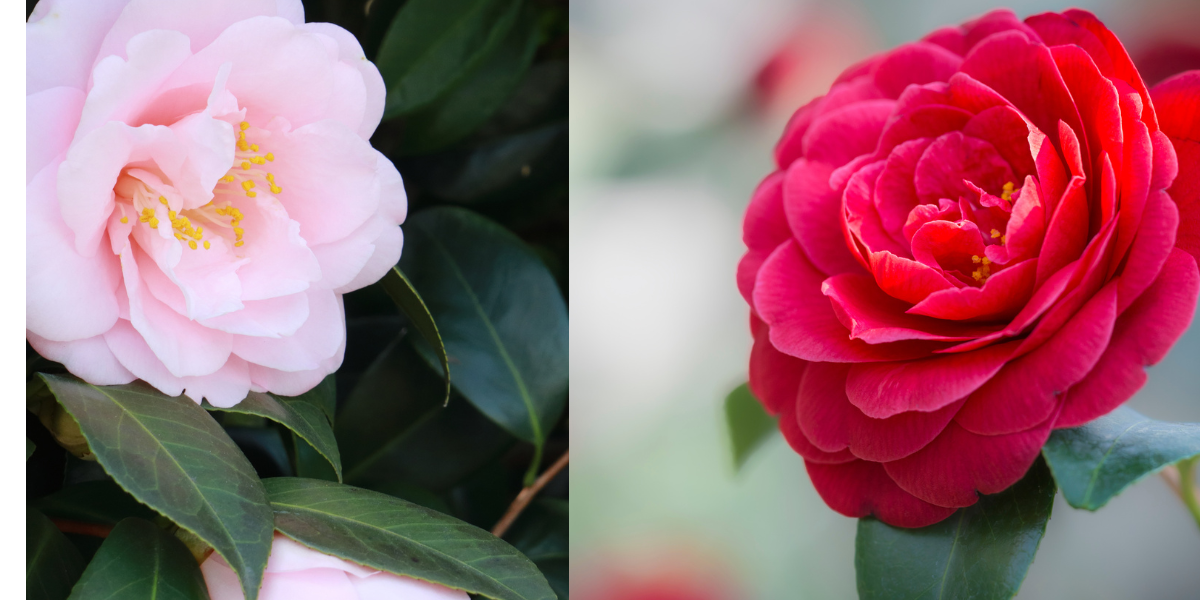 Flores: ¿Cuáles son las características de las camelias?