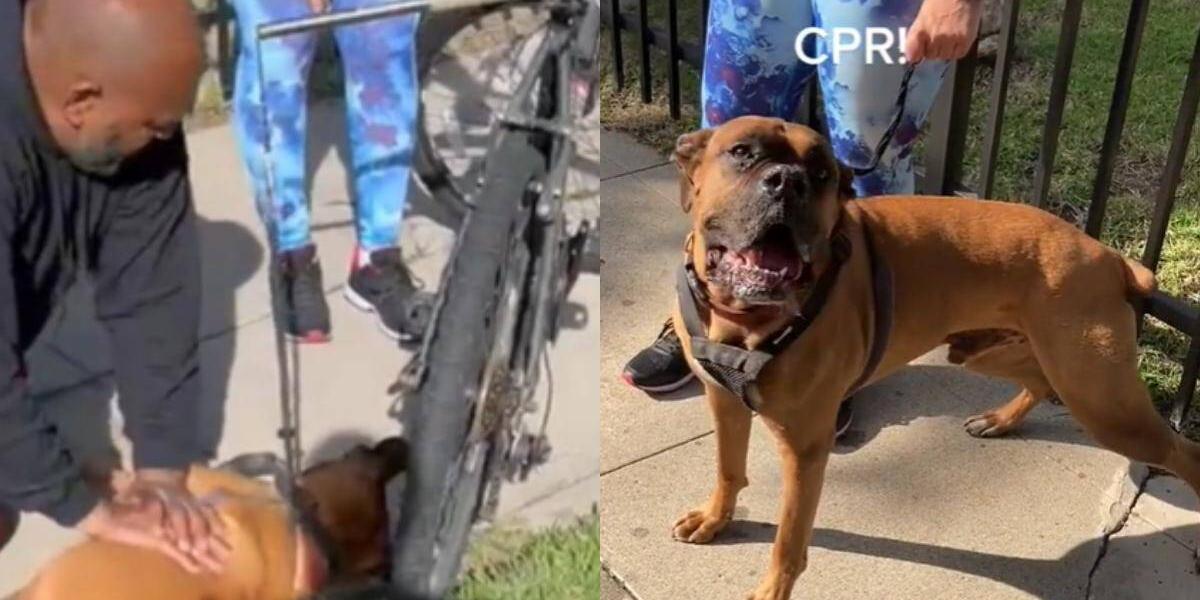 cómo se realiza rcp en un perro