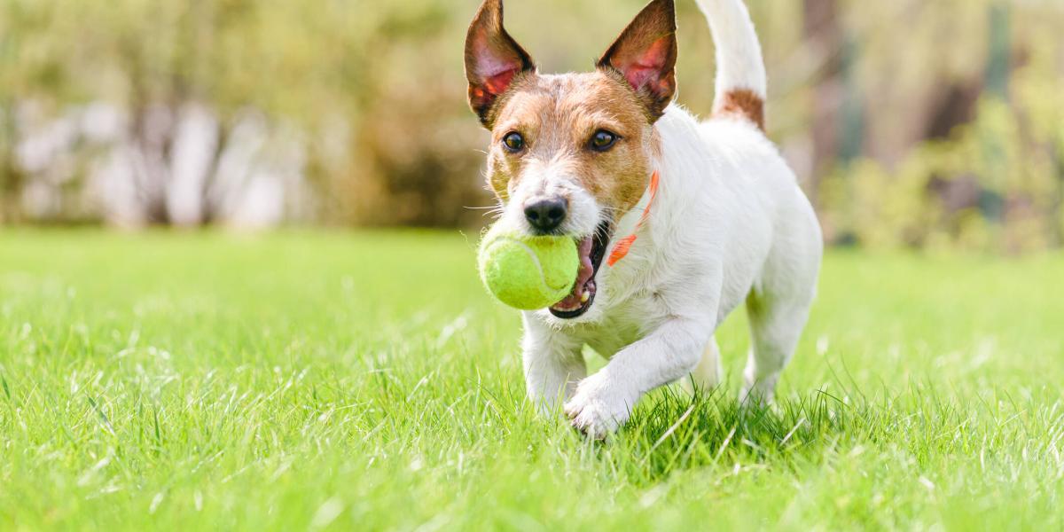 con qué frecuencia debo limpiar los juguetes de mi perro