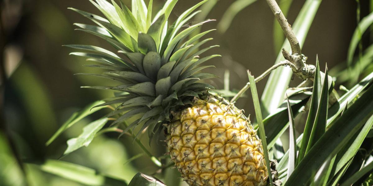 Hoja de piña: así la puede preparar y estos son sus beneficios para la ...