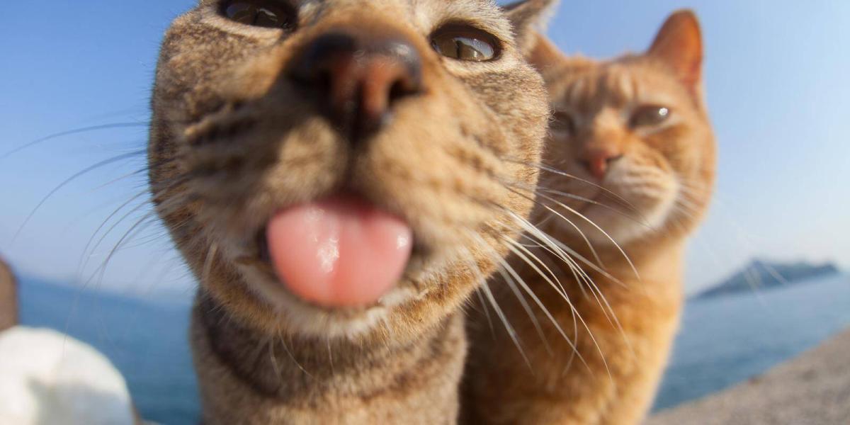 6 enfermedades que pueden transmitir los gatos
