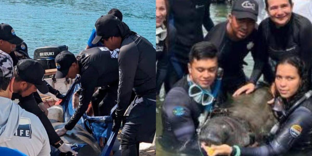 Bebé manatí fue rescatado por pescadores en mar de Taganga