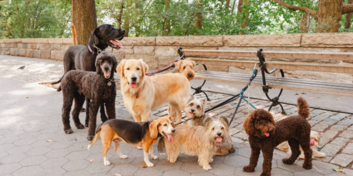 cuál es el mejor perro faldero que no suelta pelo