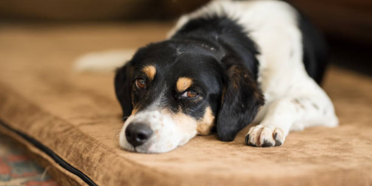 los huesos de los perros son iguales a los de los humanos