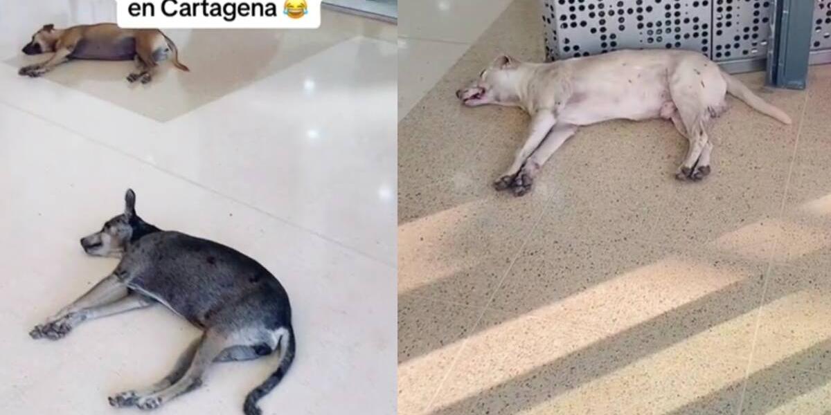 los perros necesitan calor a 49 grados