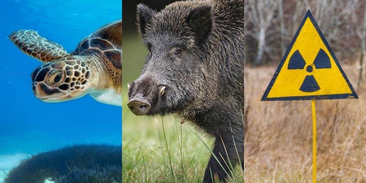 ¿Cuáles son los animales radioactivos? Le contamos más sobre estas especies