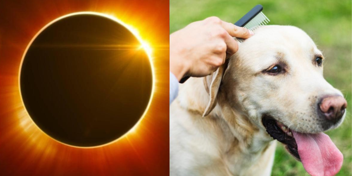 como afecta el sol a los perros