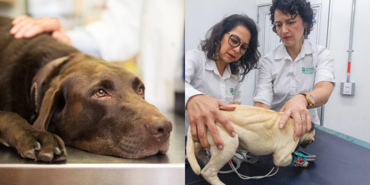 que pasa cuando tu perro muere en el veterinario