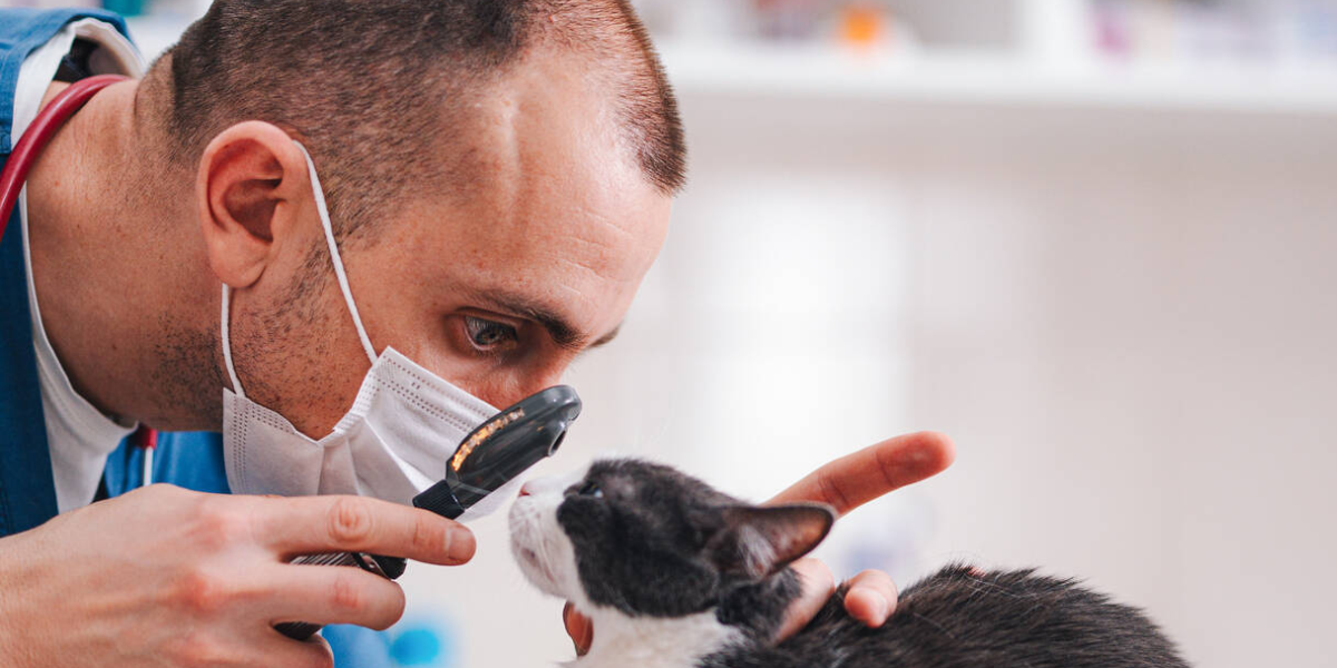 ¿Cuánto gana un veterinario en Estados Unidos?