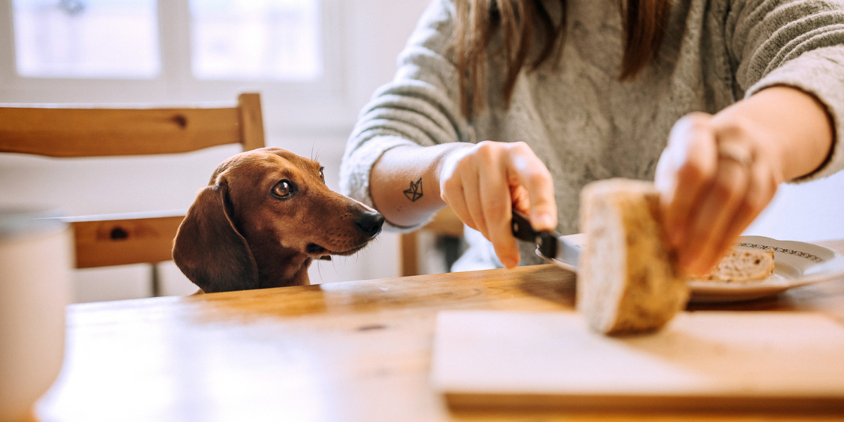 puedo darle café a mi perro