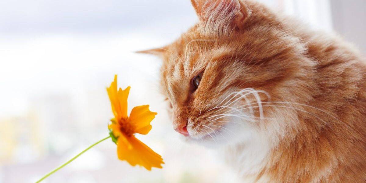 son las flores de pascua venenosas para perros y gatos